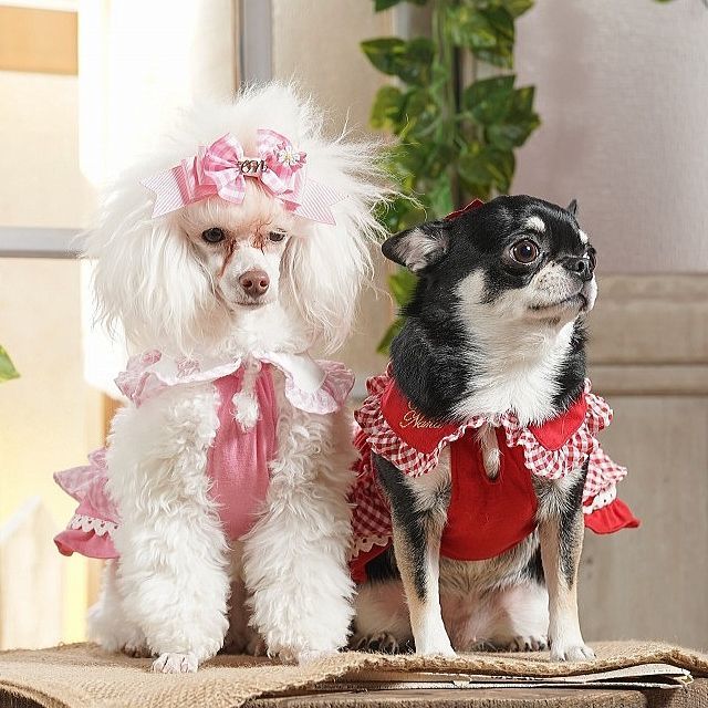 犬服 ドッグウェア キャンナナ レトロいちごギンガムフリルワンピース