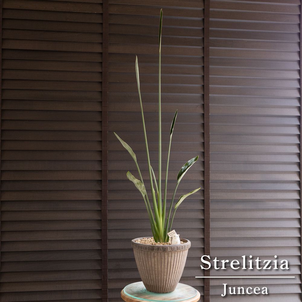 ストレリチア ユンケア ノンリーフ 7号 陶器鉢 オーガスタ 観葉植物 楽鳥花 0607BR