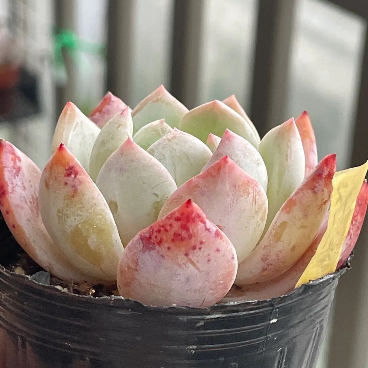 多肉植物 スノーアンジュ 【公式通販】