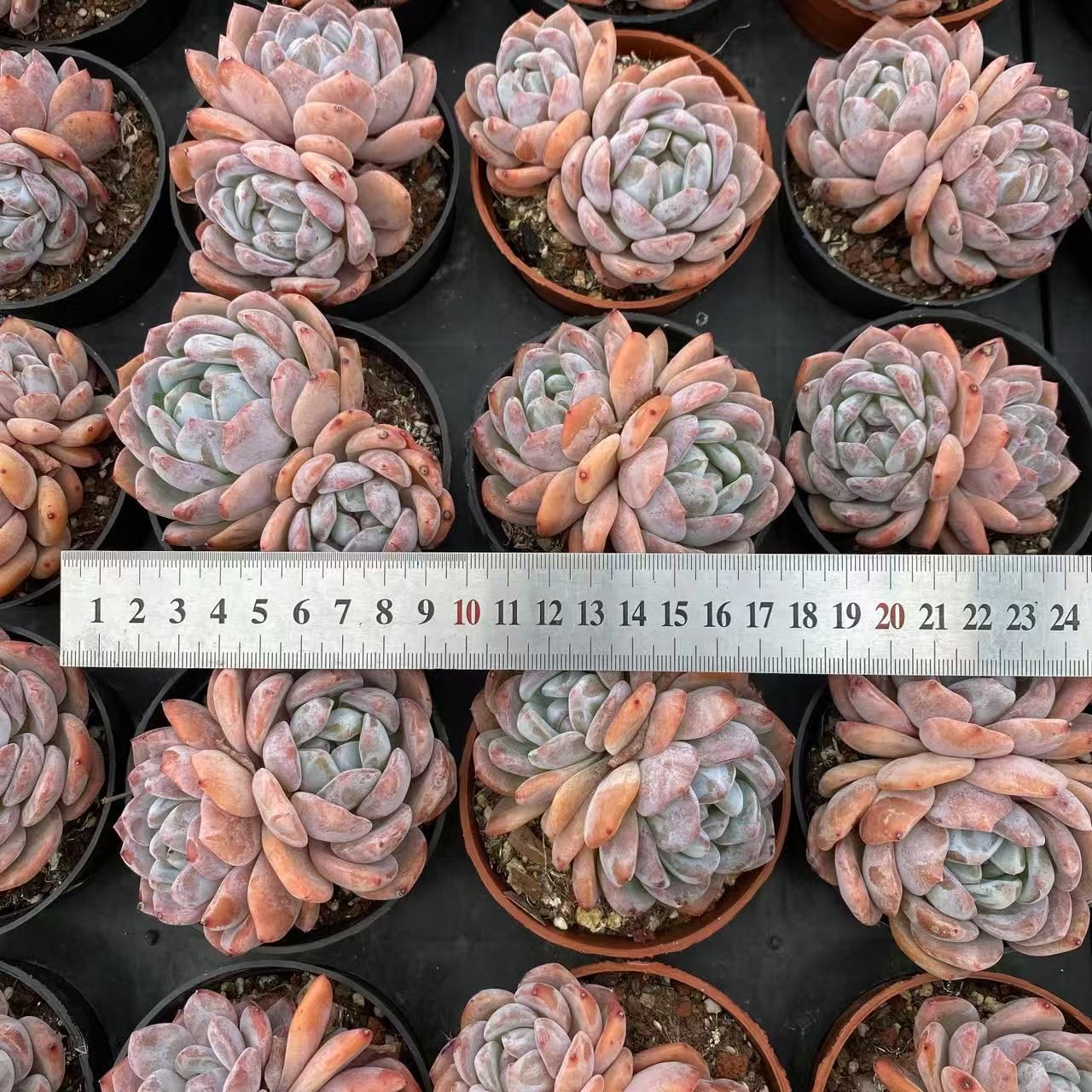 大人気種ローラ！大量入荷☆韓国苗 40抜き苗セット】オレンジモンロー(双頭) 多肉植物 佐川急便発送