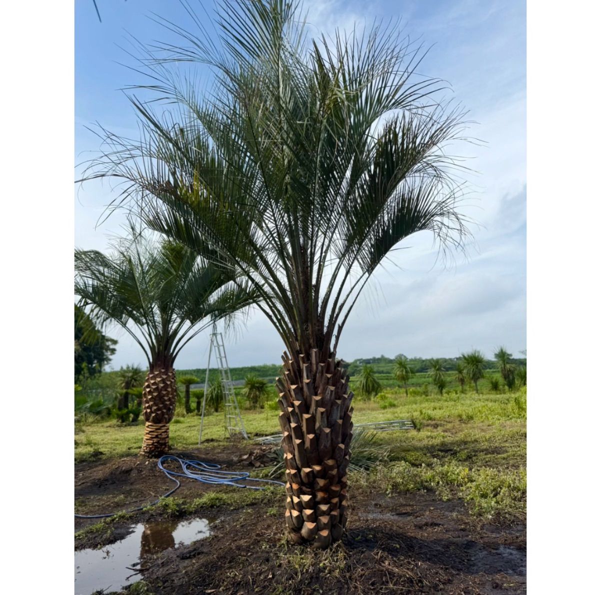 限定株】ココスヤシ🌴 幹周り160cm／葉張り3.5mクラス✨ 南国ガーデン