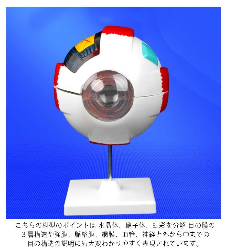 眼球 6倍拡大模型 目玉 眼球 目 眼 眼球モデル 人体模型 立体 解剖学