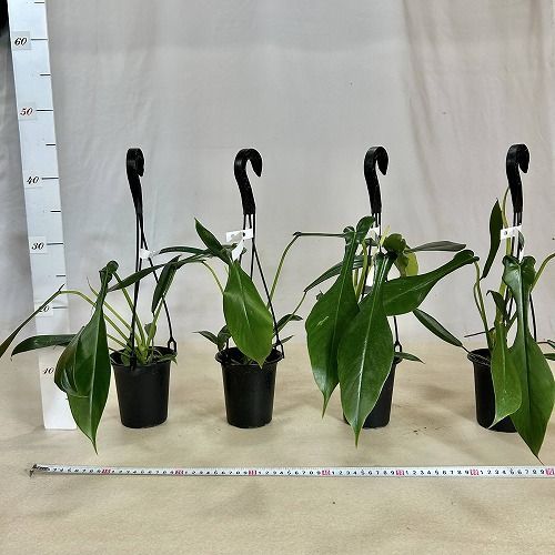 観葉植物 フィロデンドロン ジョーピー 3.5号吊り鉢(個体おまかせ1鉢