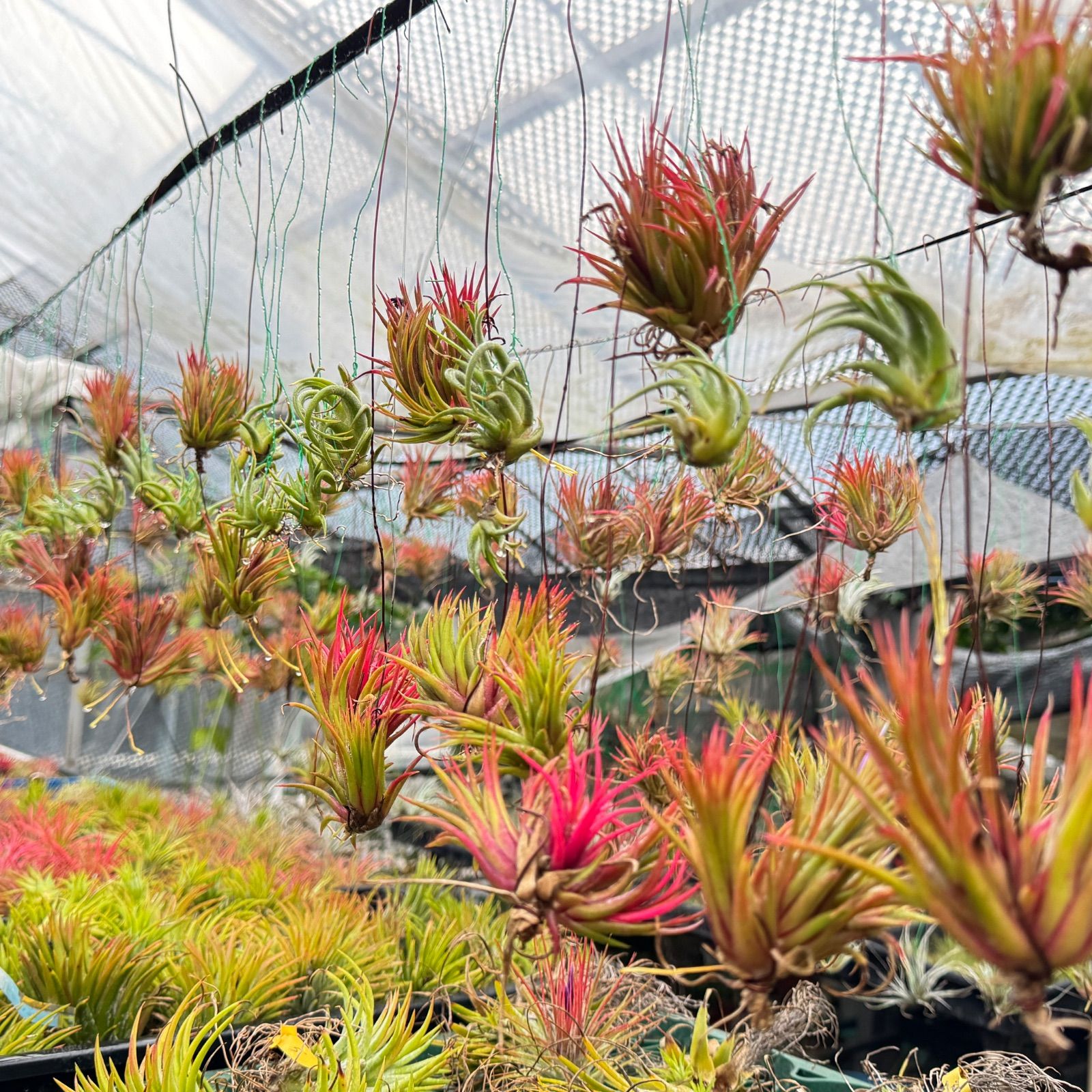 チランジア イオナンタ ファットボーイ Tillandsia ionantha Fat