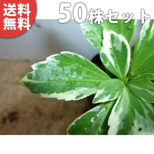 苗|苗木 50ポットセット 斑入りフッキソウ 9cmポット フッキソウ 富貴草 ポット苗 苗木 苗 植木 庭木 生け垣 kc 50本 50