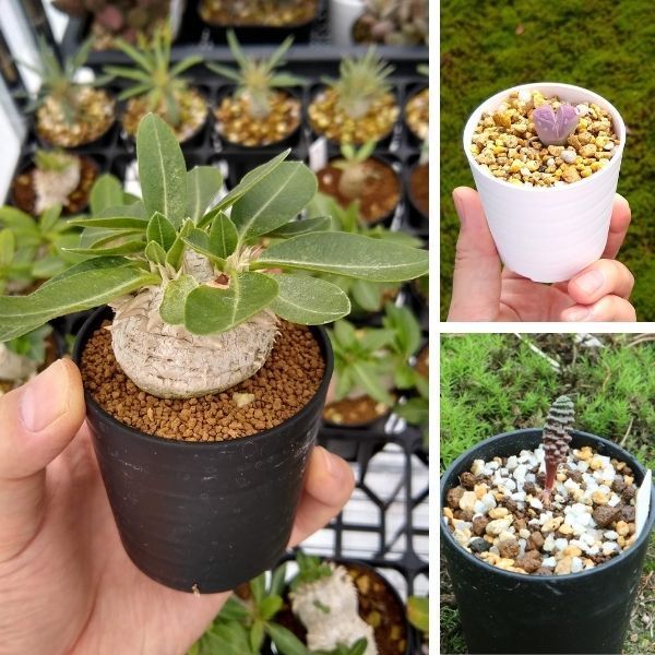 セラアート 植木鉢 2.5号 × 25個 ミニプラスチック鉢 おしゃれ 小さい マット スリット 多肉 塊根植物 ブラック ホワイト