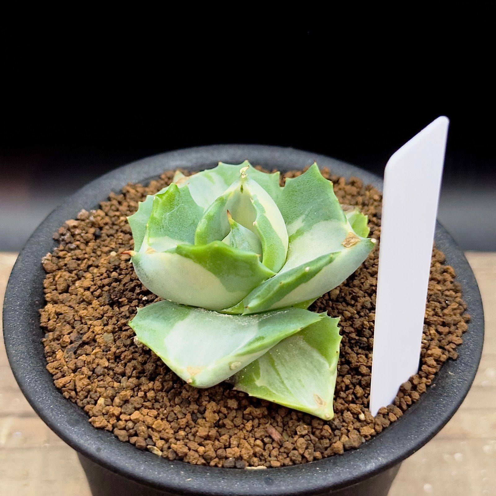 アガベ イシスメンシス ホワイト 抜き苗で発送 1 - メルカリ