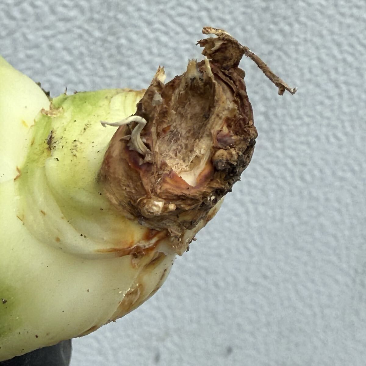 アガベ チタノタ イタリア カキコ Agave titanota chain アガベ チタノタ チェーンタイプ カキコ