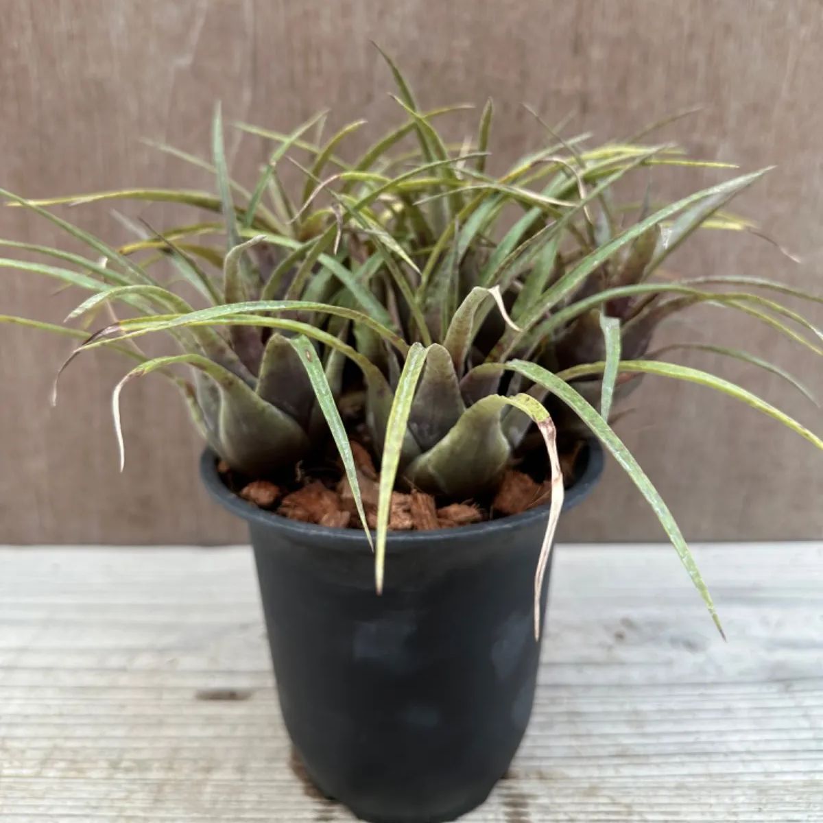 フリーセア フランメア フリーシア 現品 Vriesea flammea 観葉植物