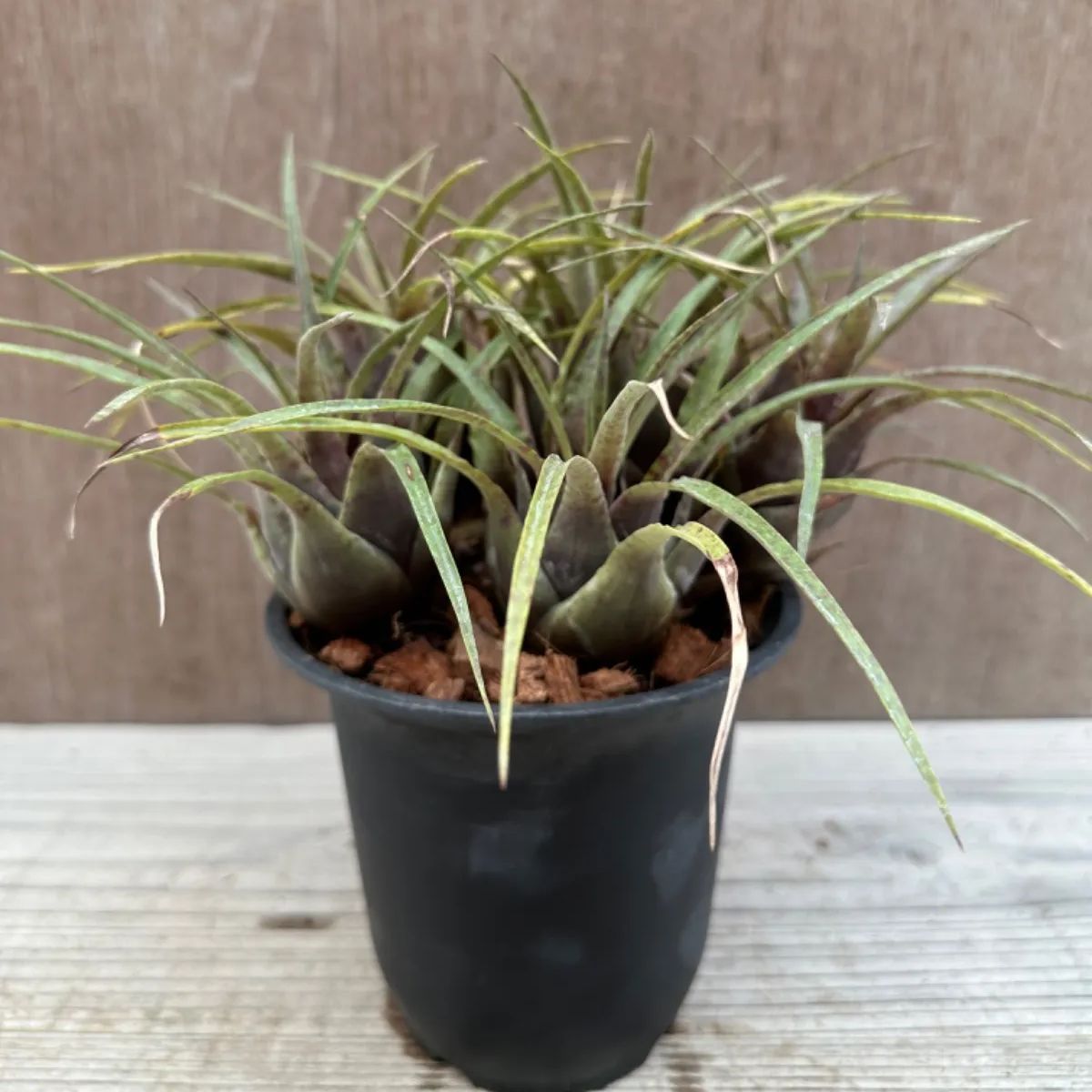 フリーセア フランメア フリーシア 現品 Vriesea flammea 観葉植物