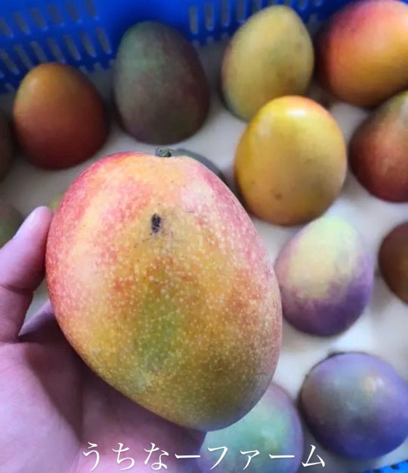 沖縄県産 〈完熟マンゴー〉2Kg (箱込み)クール便 家族満足用2kg】完熟沖縄マンゴー（4〜7玉）糸満産【クール便対応】