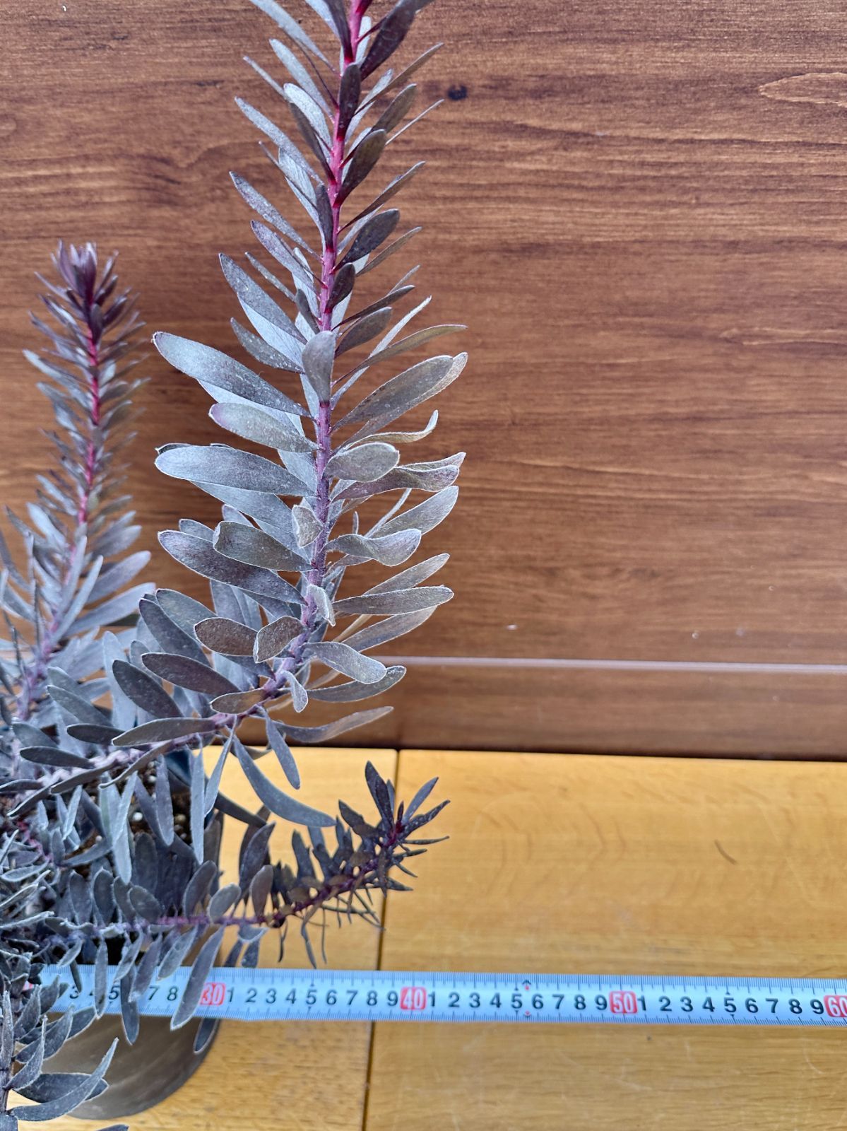 希少×黒葉×大株】④ リューカデンドロン デュリフ オージープランツ 7