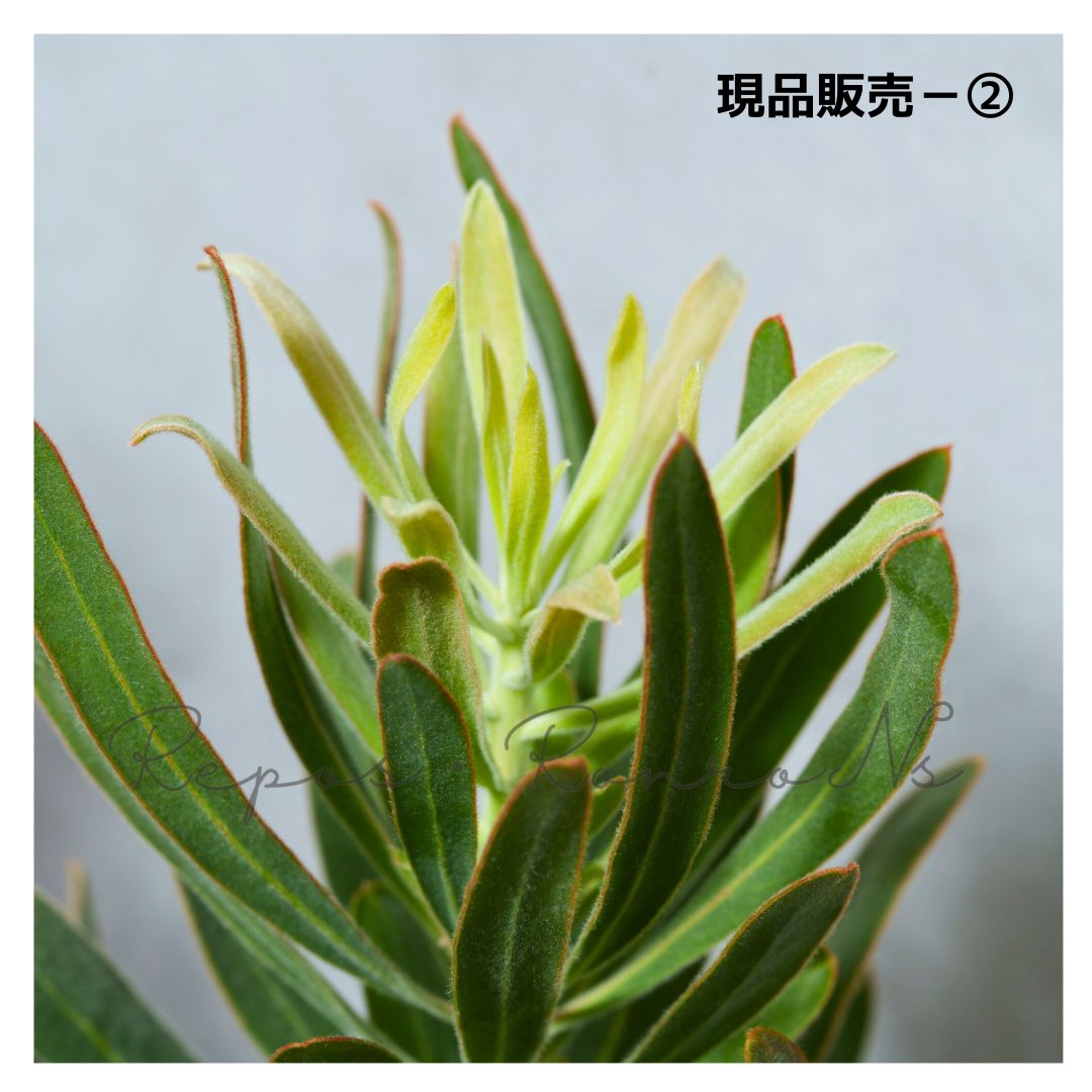 ネイティブプランツ