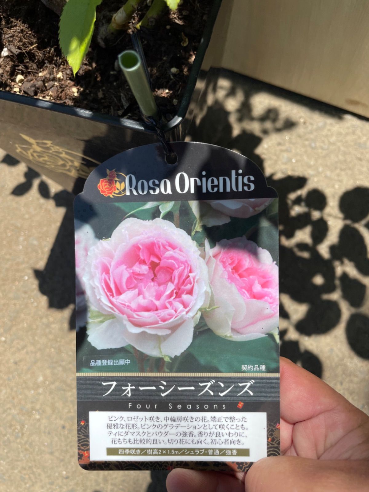 バラ苗 ER ウィリアムモリス＆アンブリッジ セール 接木2種 強香 薔薇