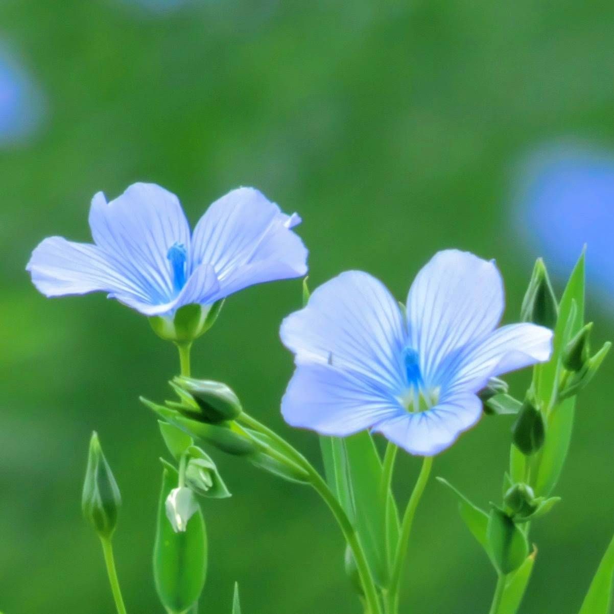 お花の種】宿根アマ☆フラックス ハーブの種子 約50粒！グランドカバー