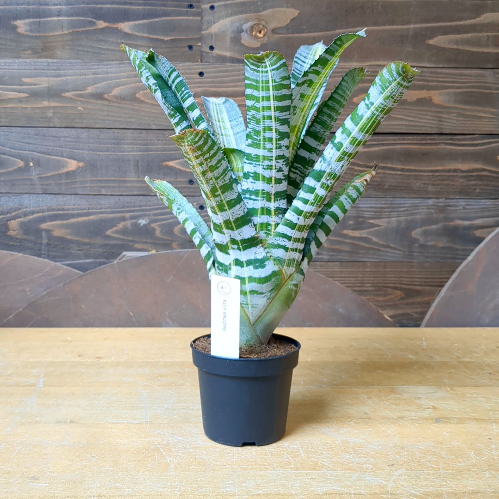 Aechmea chantinii Vista エクメア ビスタ【現品】鉢のまま発送 - メルカリ