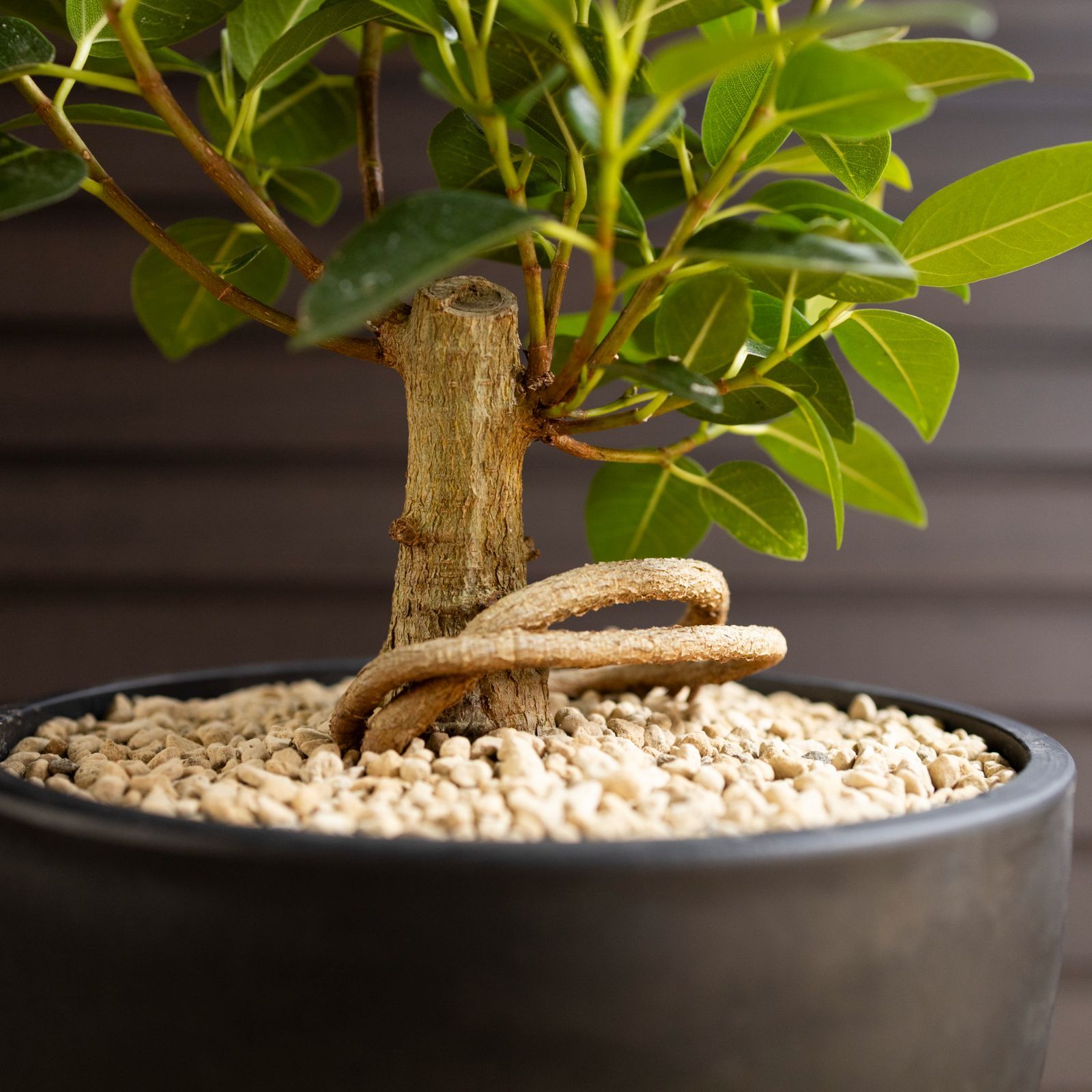 園芸ネット本店｜[ザ・ファームセレクト]フィカス：ルビキノーサ