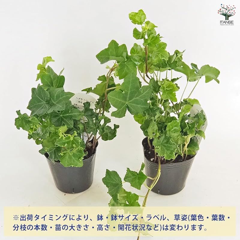 アイビー セイヨウキヅタ