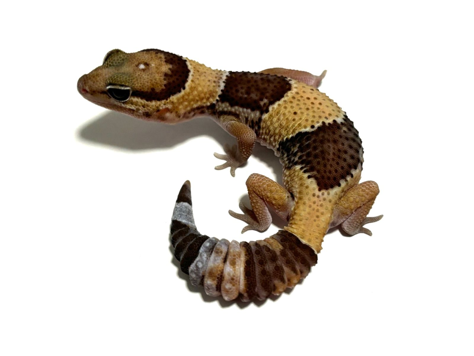 冷凍イエコML約3000匹1kg冷凍コオロギ