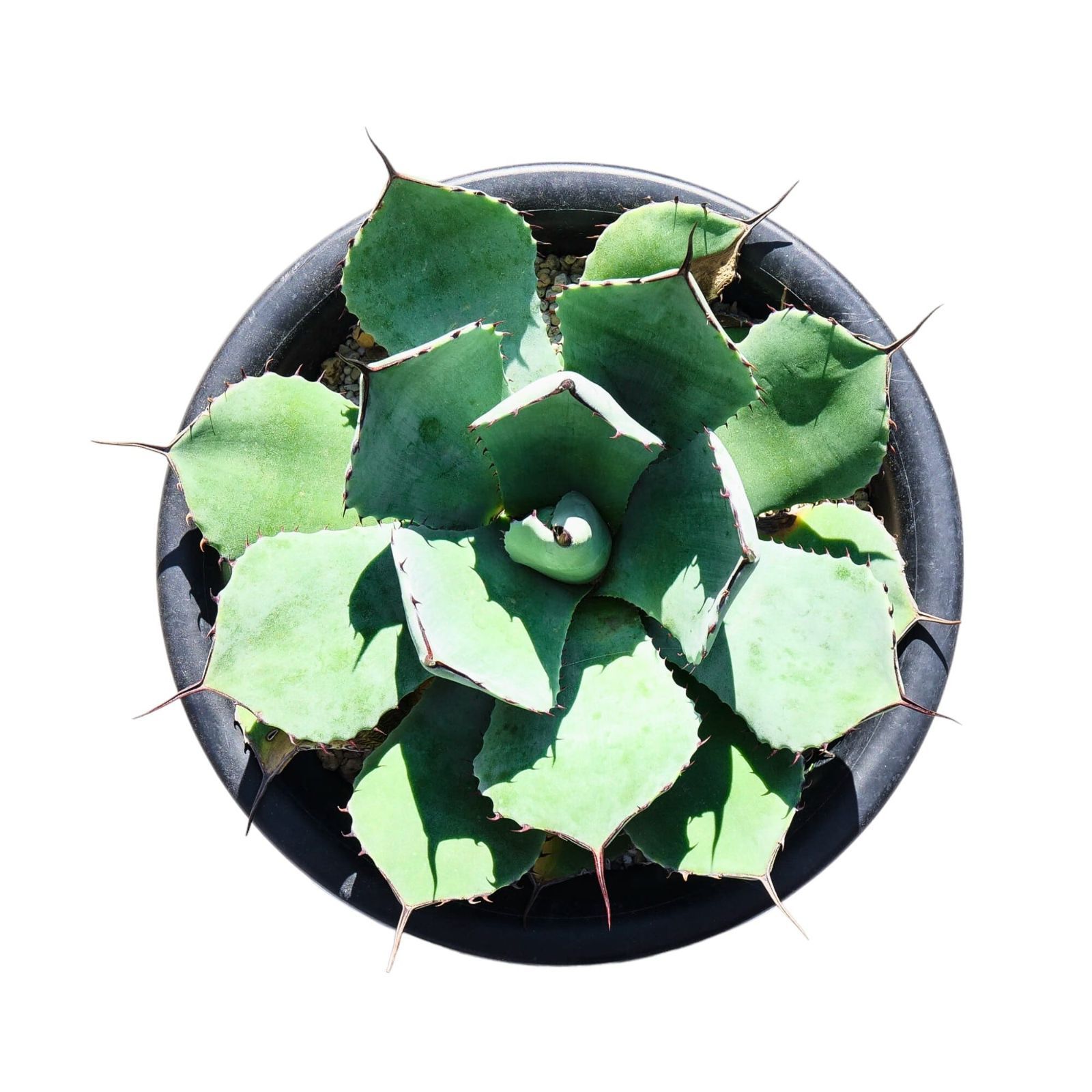 AGAVE Parryi truncata アガベ パリー トランカータ 中サイズ(7 AGAVE Parryi truncata アガベ パリー トランカータ 中サイズ(7
