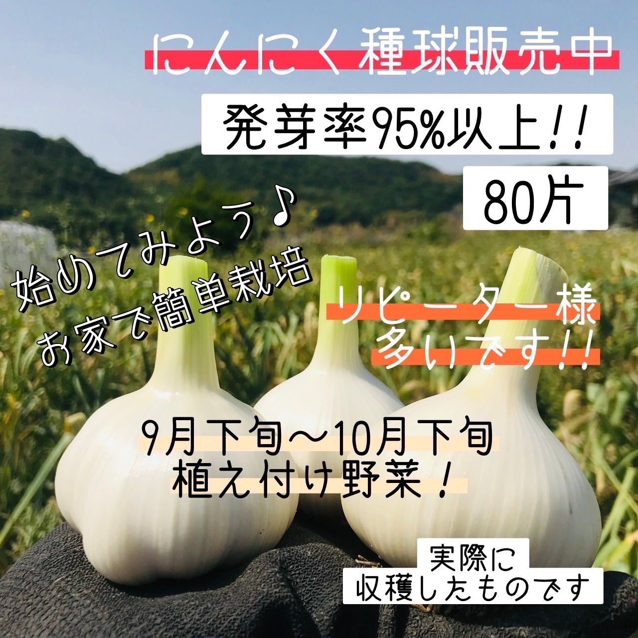 送料無料】【にんにく種球】【80片】 種 球根 少量販売 ９月 10月 11月植え付け 野菜 家庭菜園 簡単 初心者におすすめ 種用 黒にんにく作りに【87store】  - メルカリ