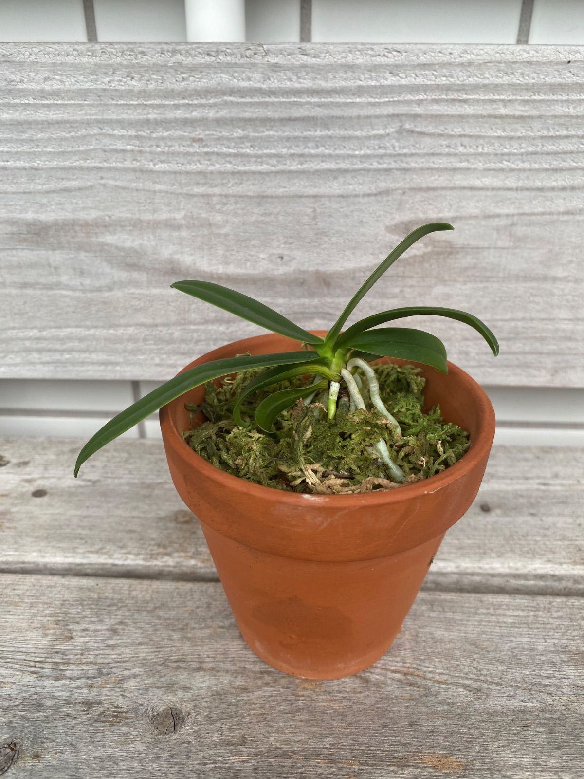 名護蘭 】明丸縞 358 名護蘭 ナゴラン ① ナゴラン 名護蘭 大きな明丸