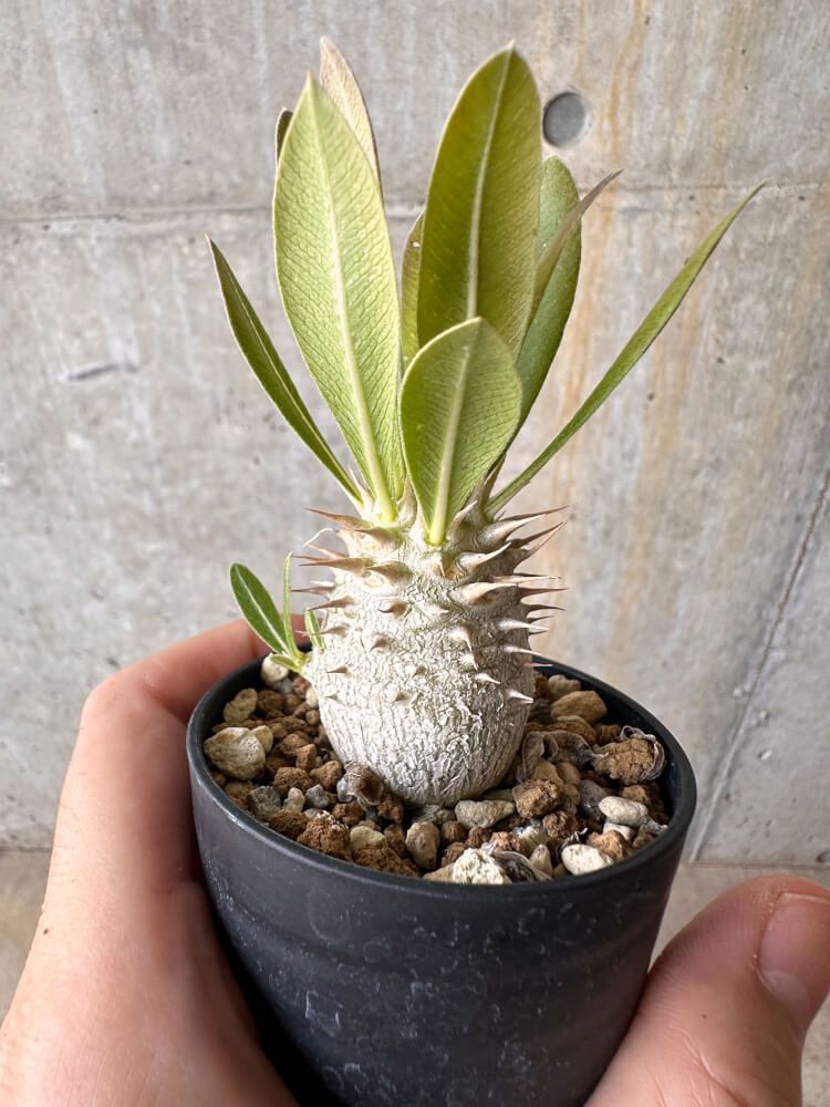 パキポディウム デンシフロラム　 幹太 美株 現地球風 コレクションに 574dae3f85b9677ff559fcd0860306