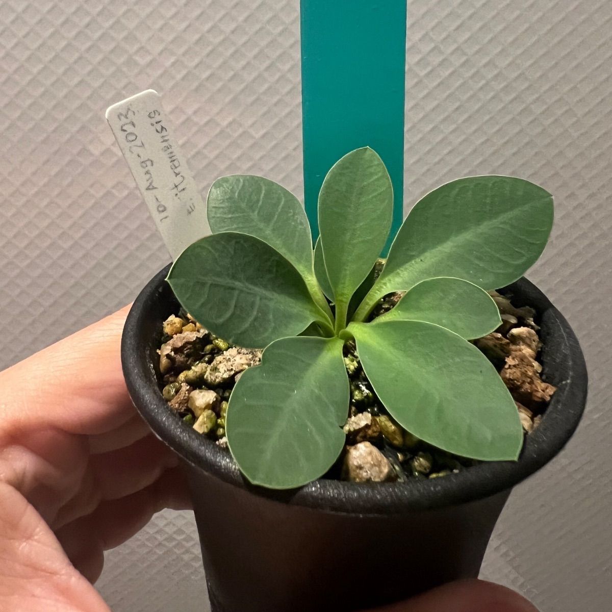 くすみピンクベージュのシノワズリラグ アウトレット ヴィンテージ