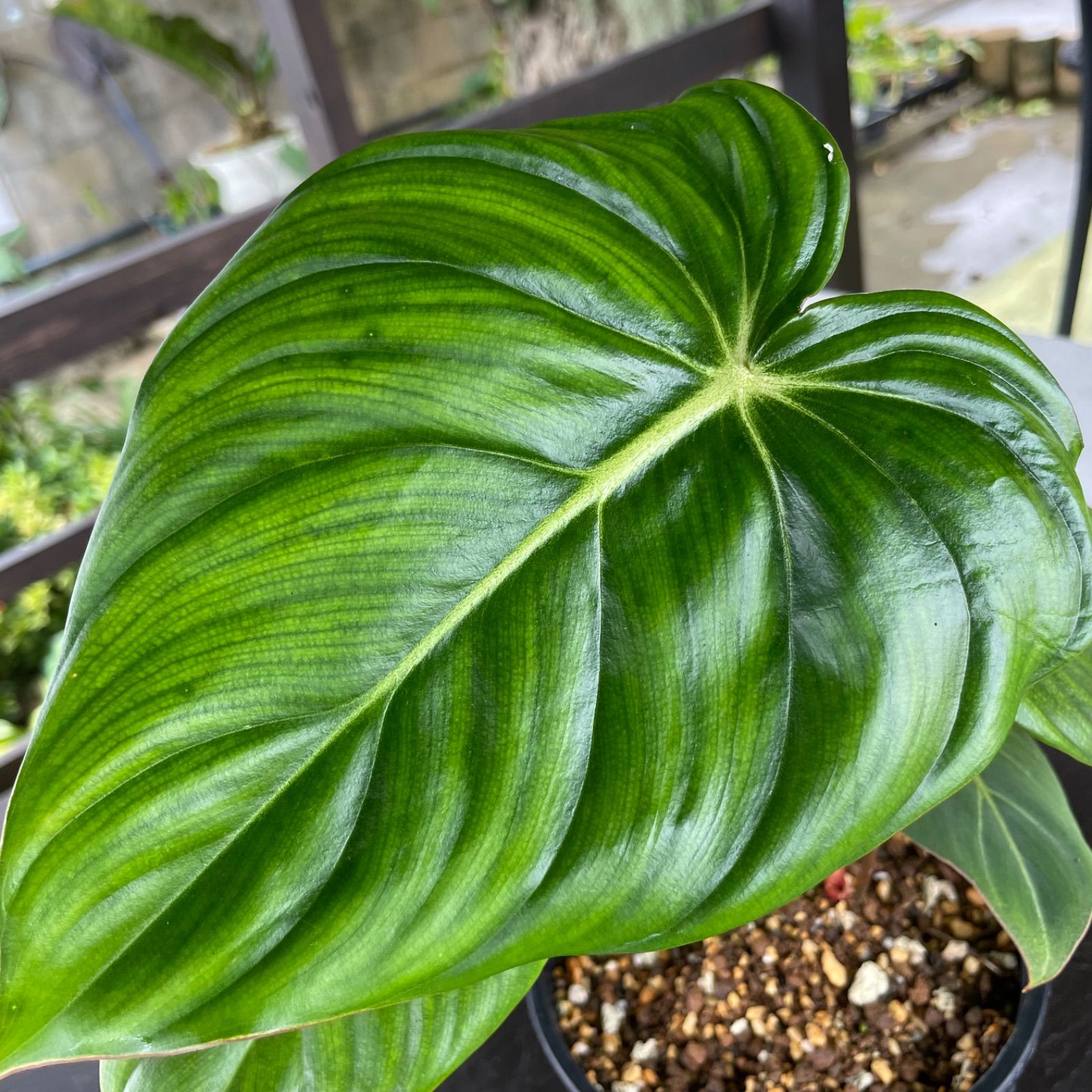 綺麗で元気な大株2株入り】 フィロデンドロン グロリオーサム Philodendron Gloriosum - メルカリ