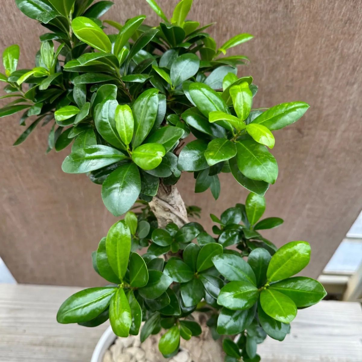 コハク様 フィカス 風水植物 昇龍 曲がりガジュマル ガジュマル 昇り龍 Ficus microcarpa フィカス ミクロカルパ