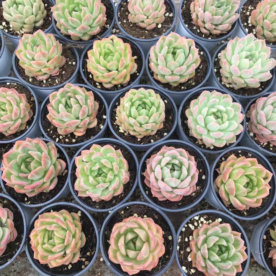 多肉植物 アエオニウム