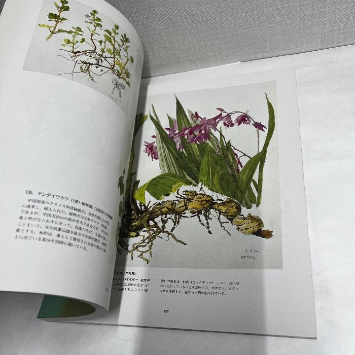小磯良平 薬用植物図「べにばな」 小磯良平 薬用植物図「べにばな」