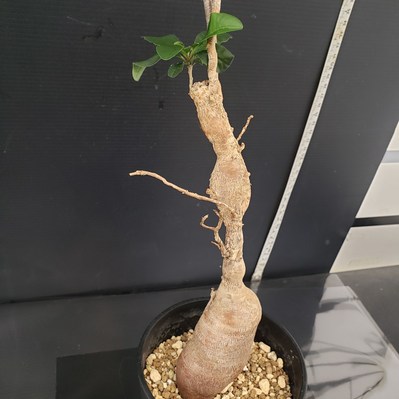 ユーフォルビア・ヘディオトイデス コーデックス 塊根 コーデックス