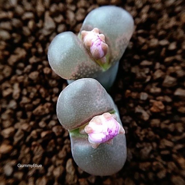 多肉植物 大型風鈴玉 Conophytum friedrichiae 種子 - メルカリ