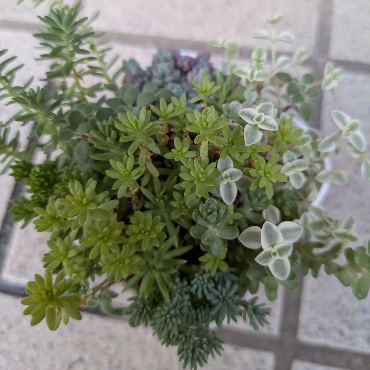 多肉植物 抜き苗 セダム寄せ植えセット 8×8 - メルカリ
