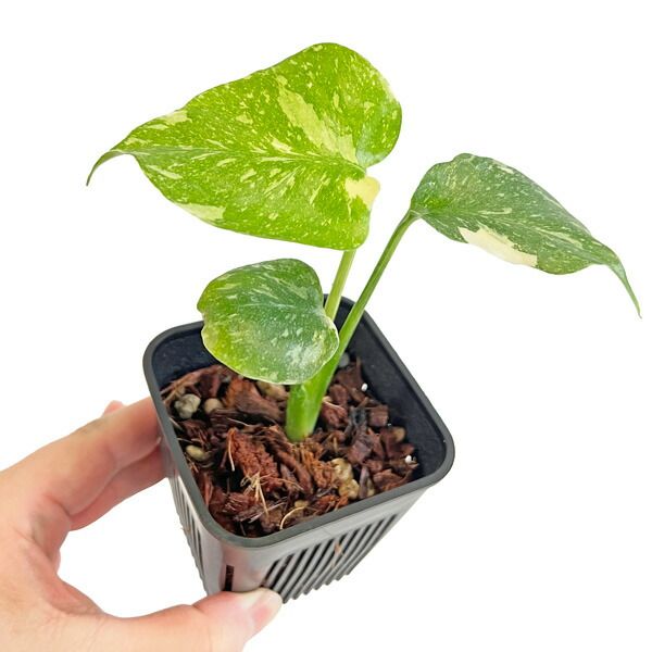 斑入り モンステラ デリシオーサ タイコンステレーション 6号鉢