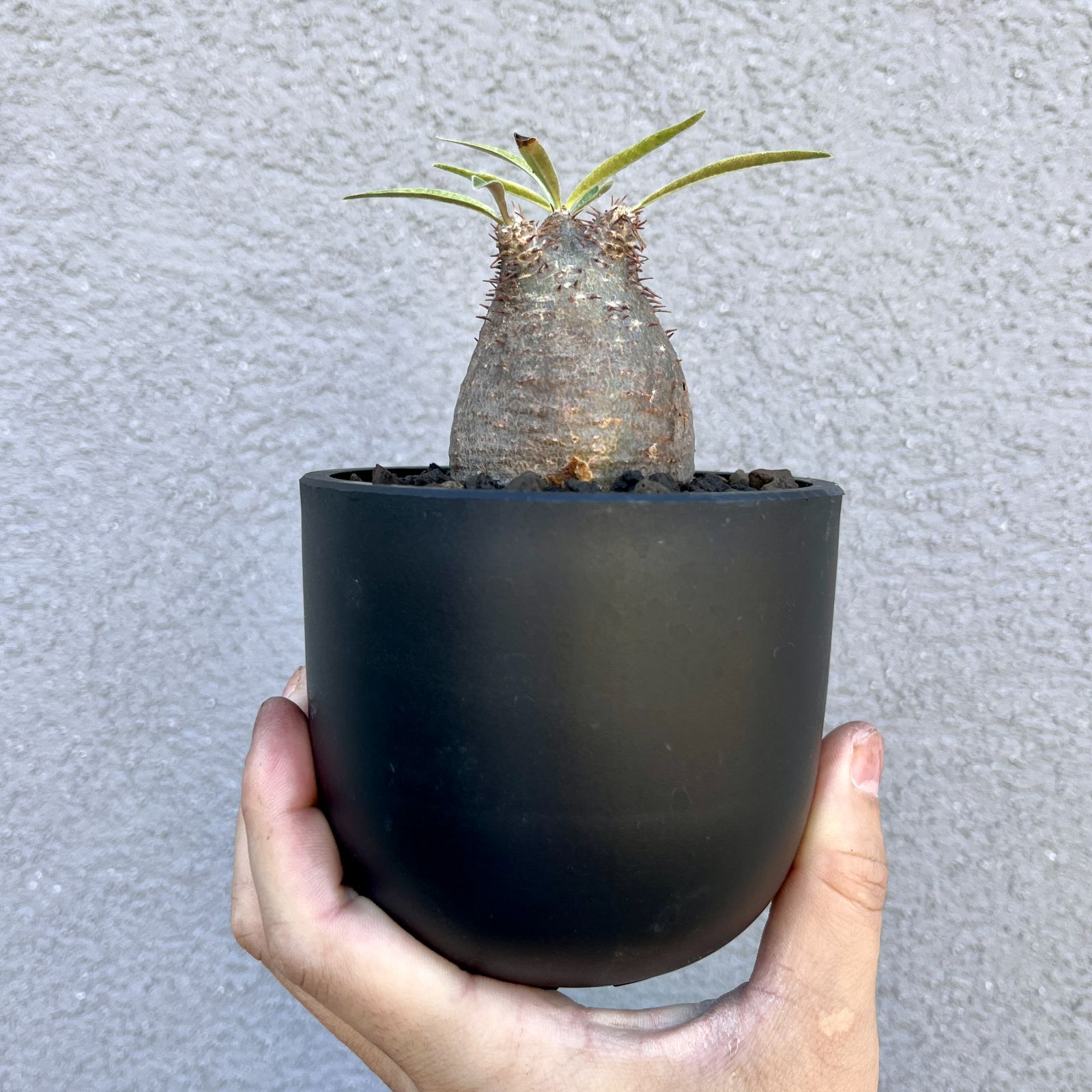 パキポディウム・グラキリス|Pachypodium rosulatum var. gracilius パキポディウム・グラキリス|Pachypodium rosulatum var. gracilius