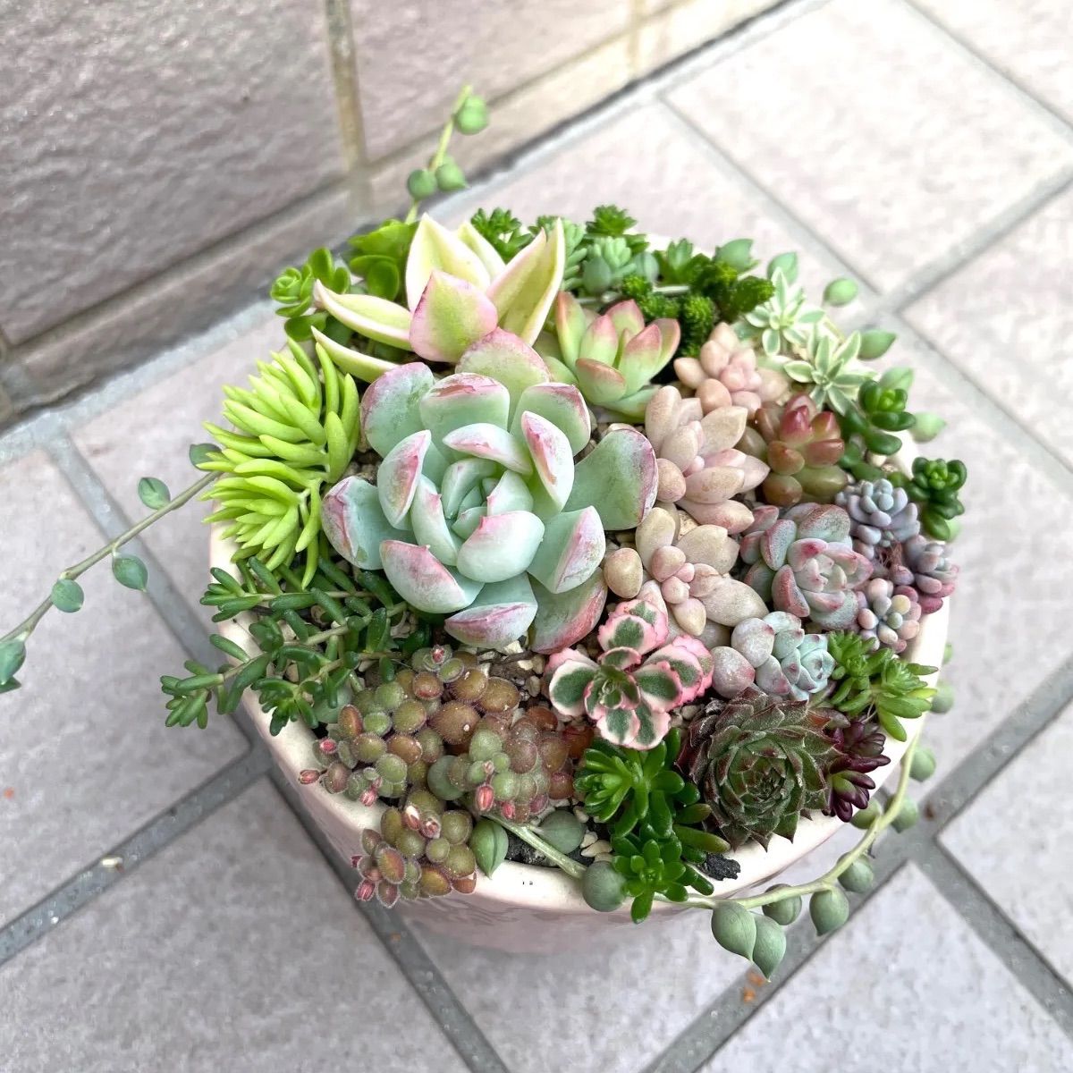 ☆多肉植物カット苗詰め合わせ☆寄せ植えセット☆ちまちま寄せ植え