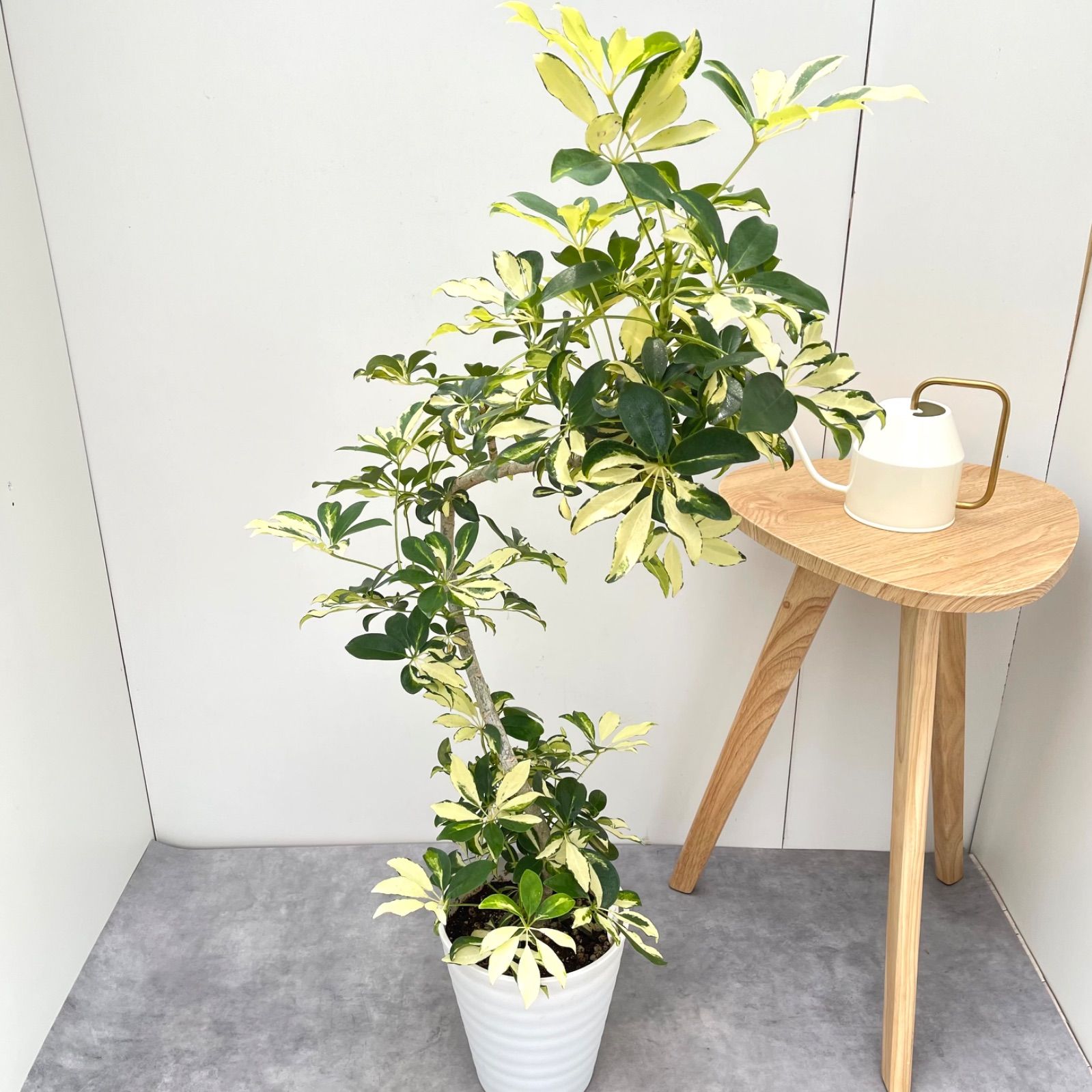 シェフレラ グランディー 曲がり 2【現品】観葉植物 室内 斑入り