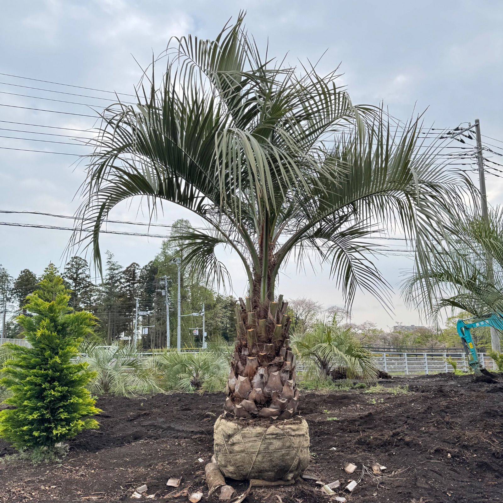 ココスヤシ【24-480】 4m】ココスヤシ - メルカリ