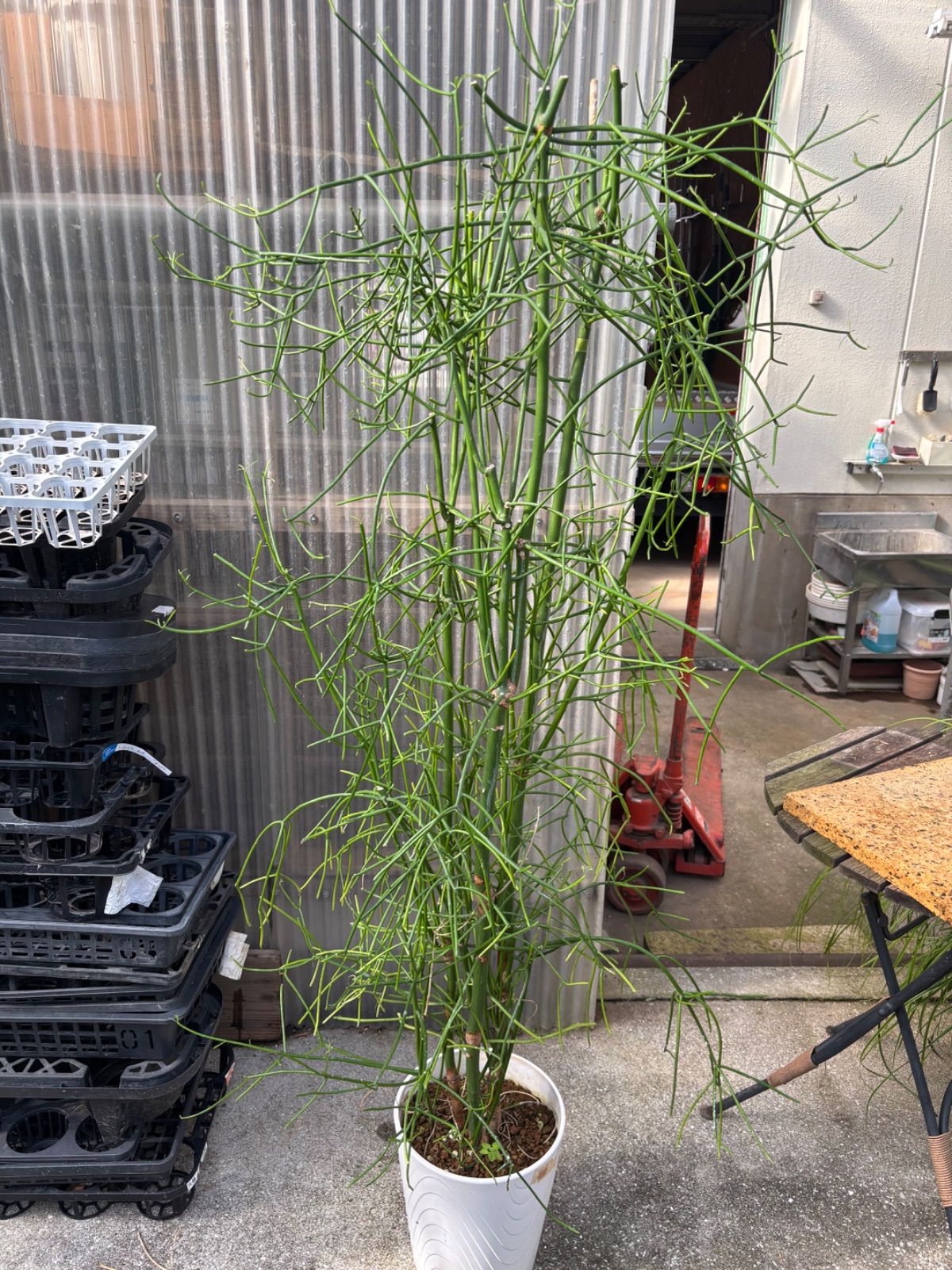 フェロカクタス刈穂玉12鉢セット◇多肉サボテン赤刺ドライガーデン