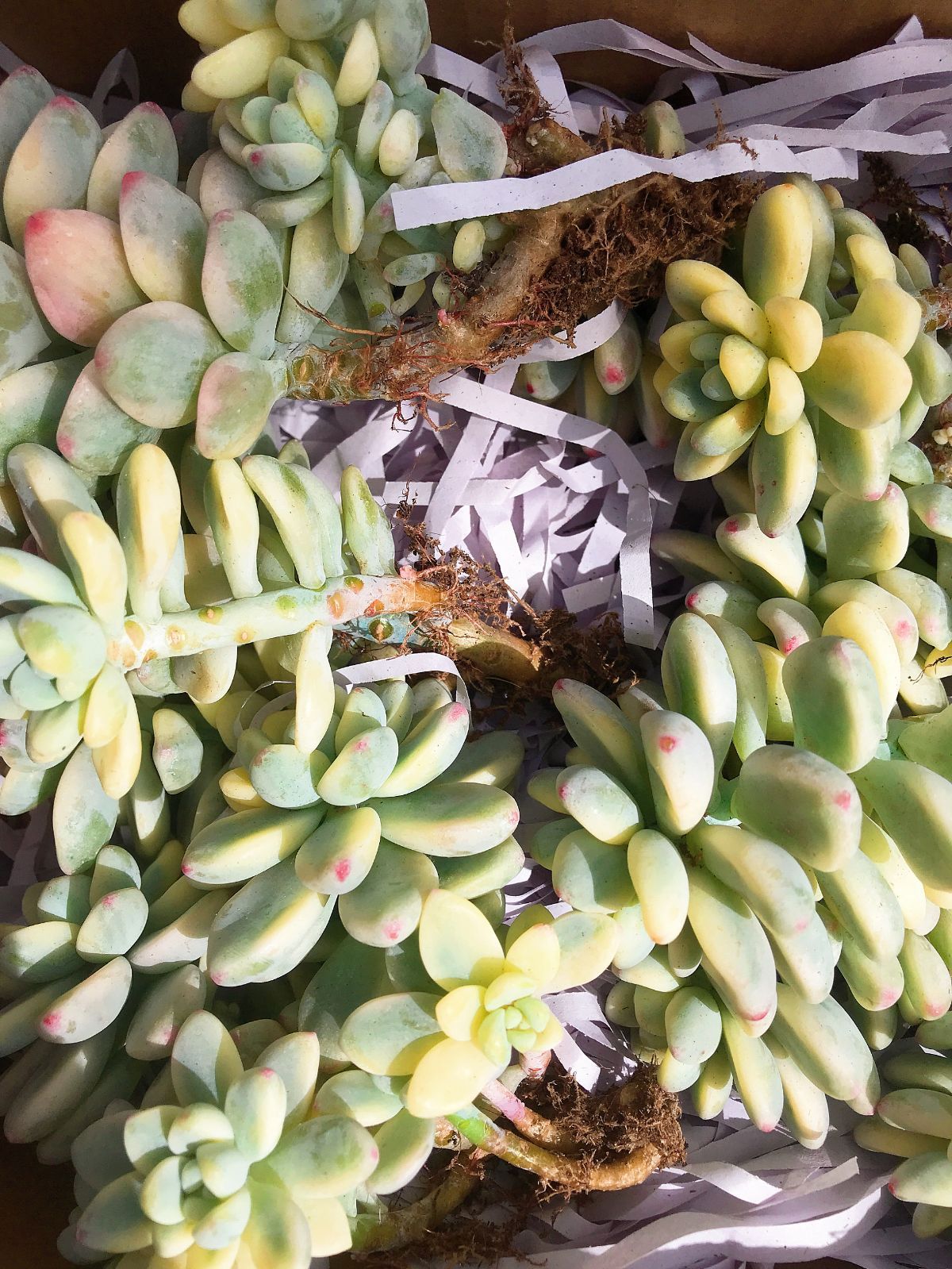 新入荷 ラウル錦 J193×1株 多頭 抜き苗 多肉植物 エケベリア - メルカリ