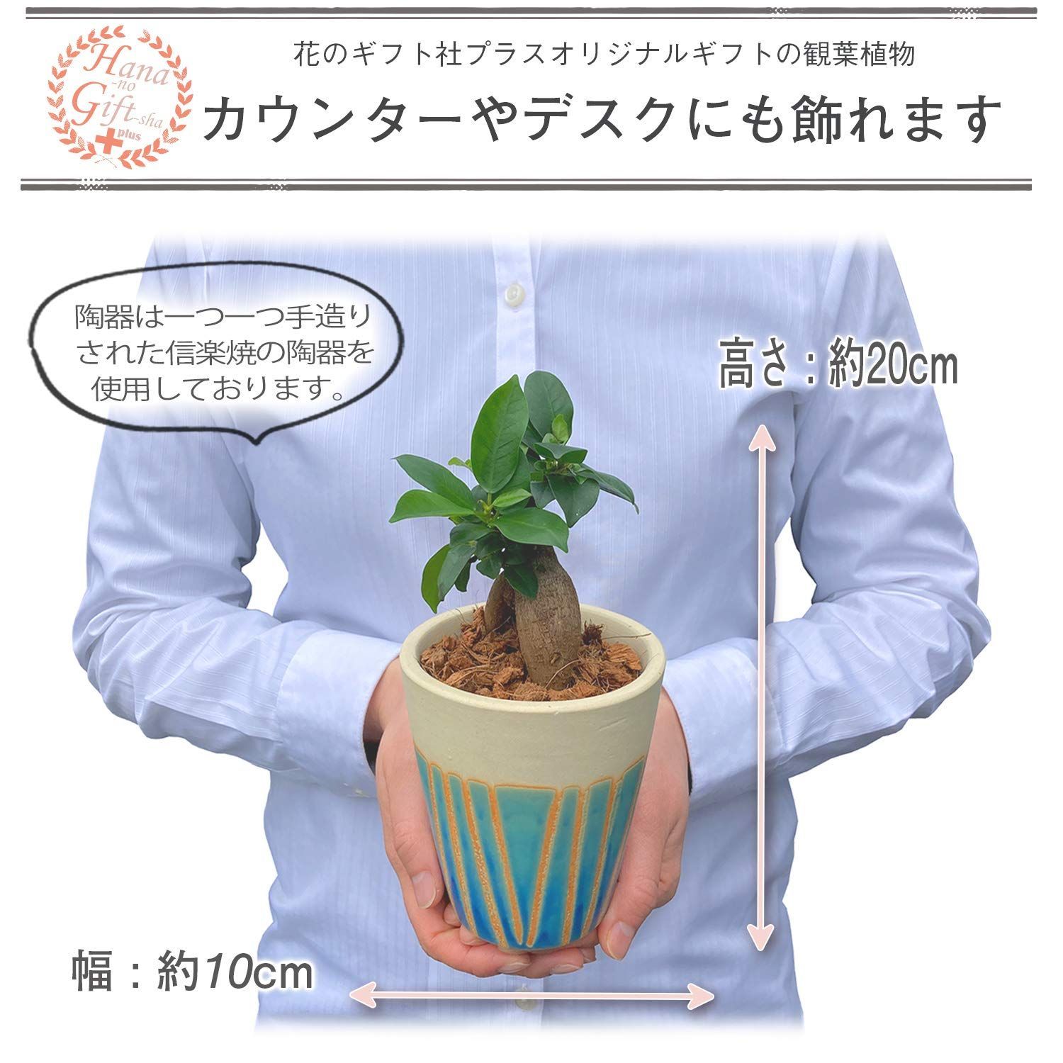 観葉植物 ガジュマルの木