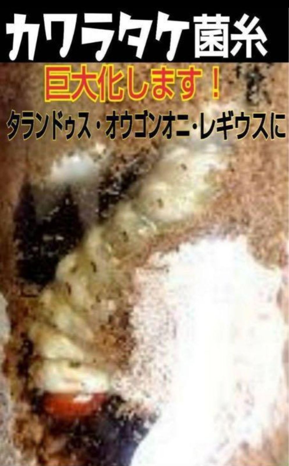 極上！初菌！カワラタケ菌糸ブロック5個☆タランドゥス・オウゴンオニ