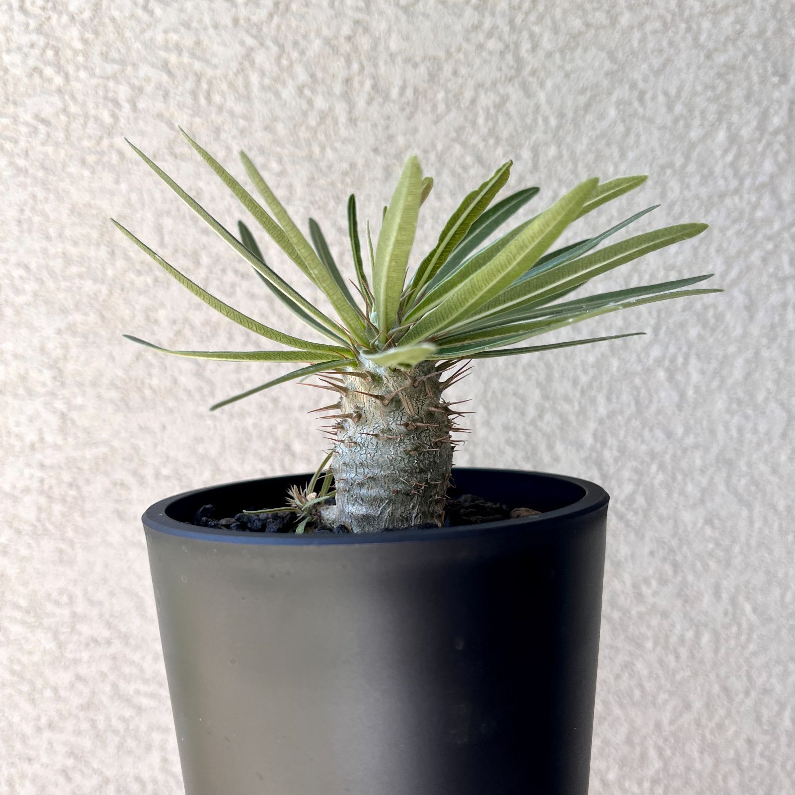 パキポディウム グラキリス 実生#3 パキポディウム・グラキリス 実生株3年｜Pachypodium rosulatum