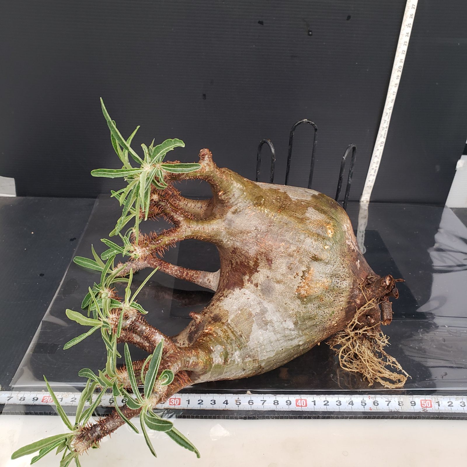 パキポディウム グラキリス Packypodium gracilius 現地株 現品限り】パキポディウム・グラキリス 現地株 発根済み 長期