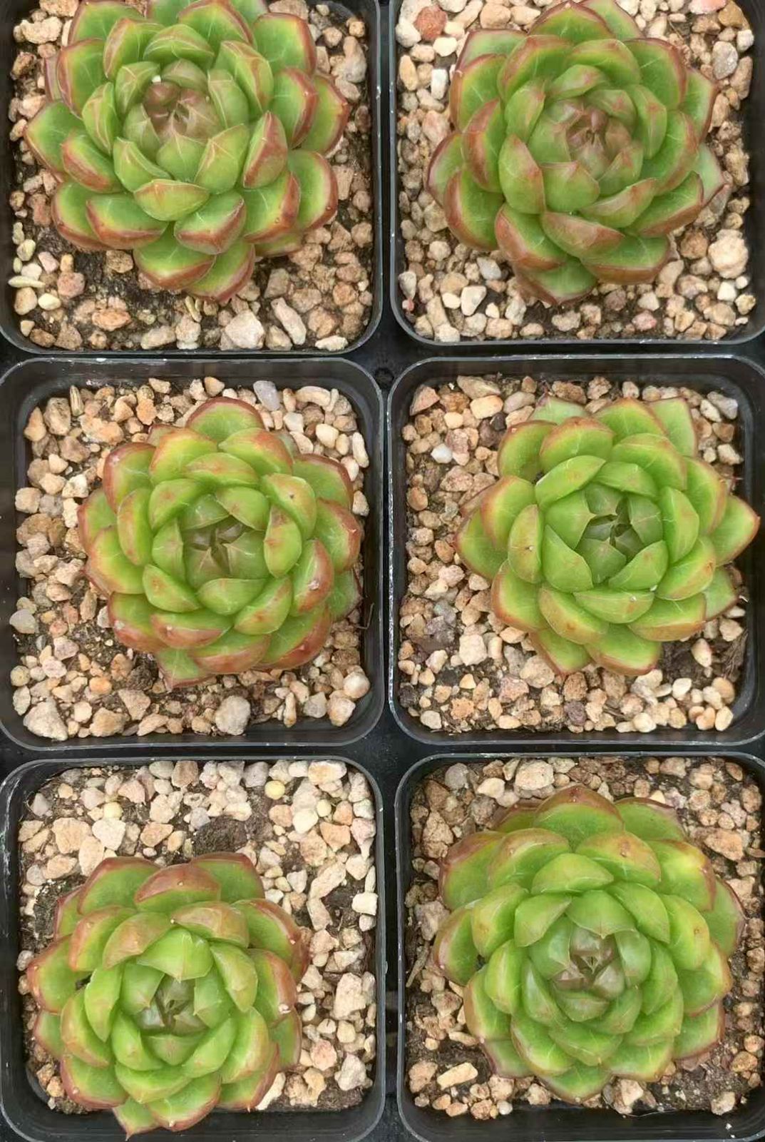 エケベリア 韓国苗