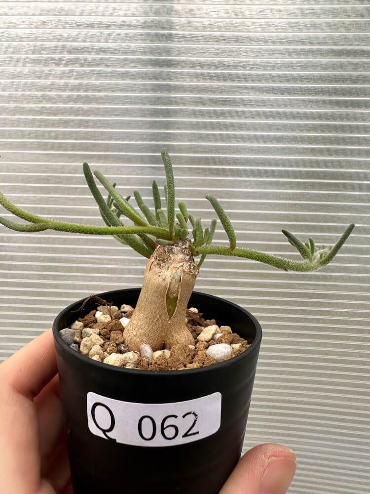 吉岡宗雲 阿弥陀如来 仏像 白檀｜2026年最新】阿弥陀の人気アイテム