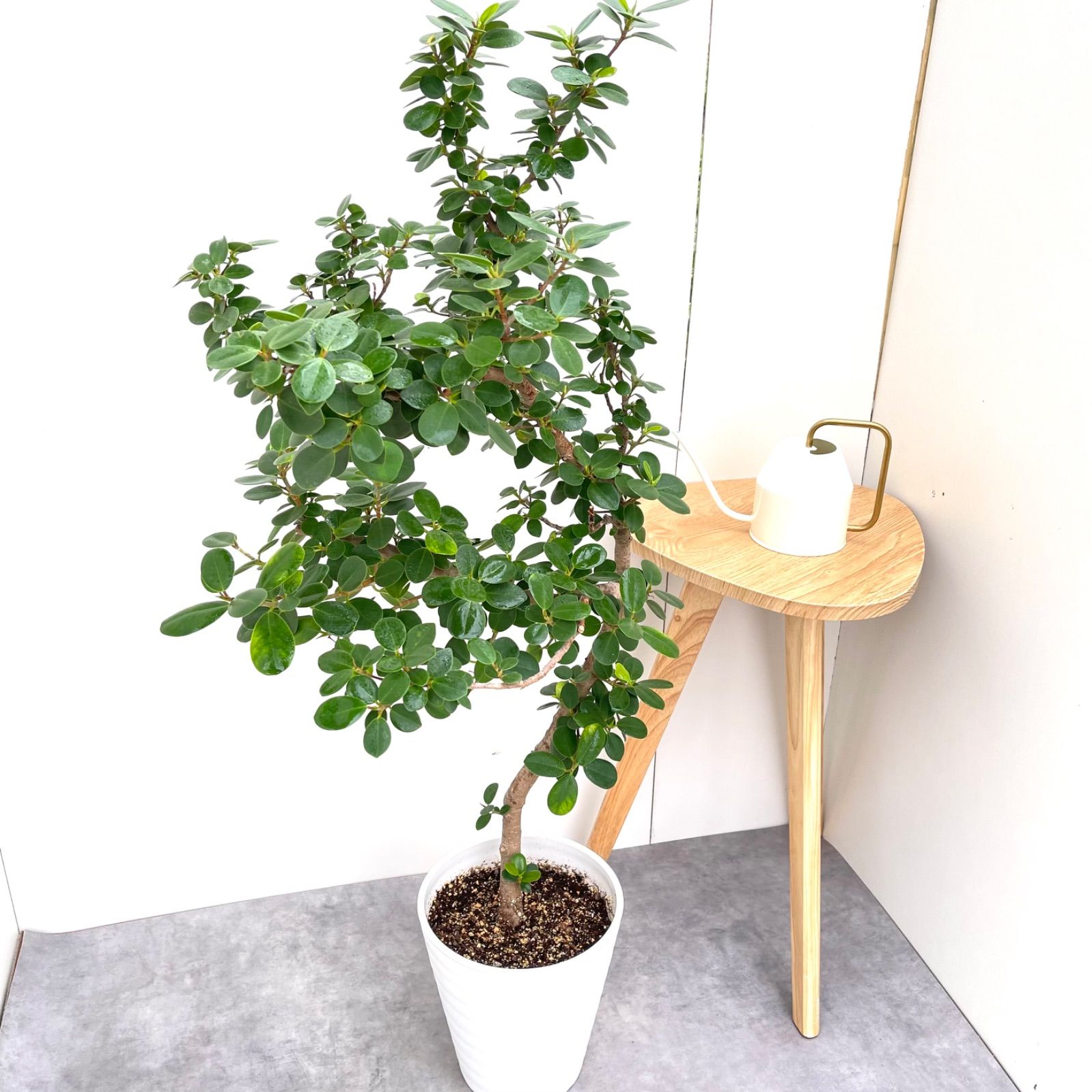 パンダガジュマル レア観葉植物 稀少 パンダガジュマル 斑入り 希少 8