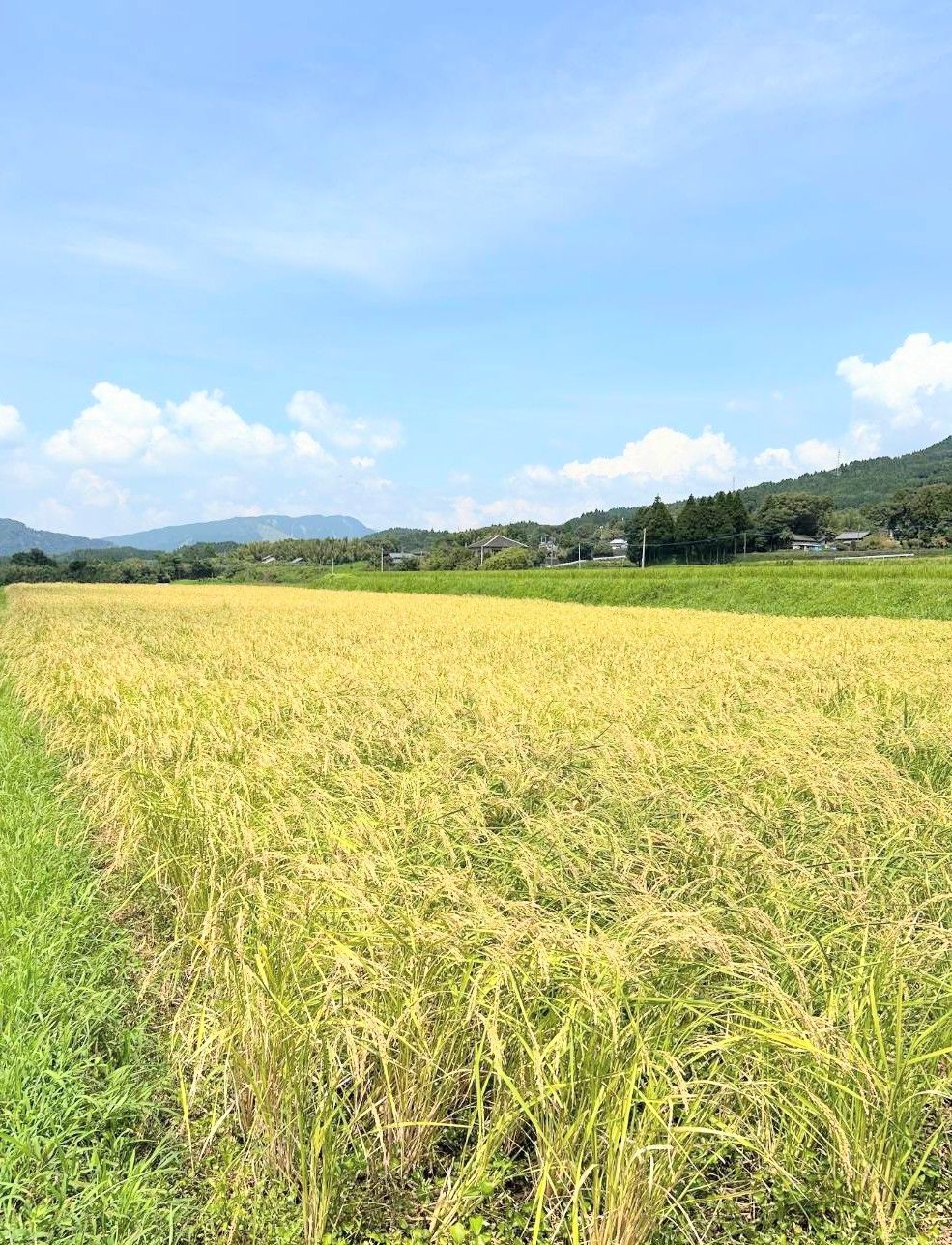 新春特別価格】令和7年 自然栽培米 亀の尾 20kg精米 - メルカリ